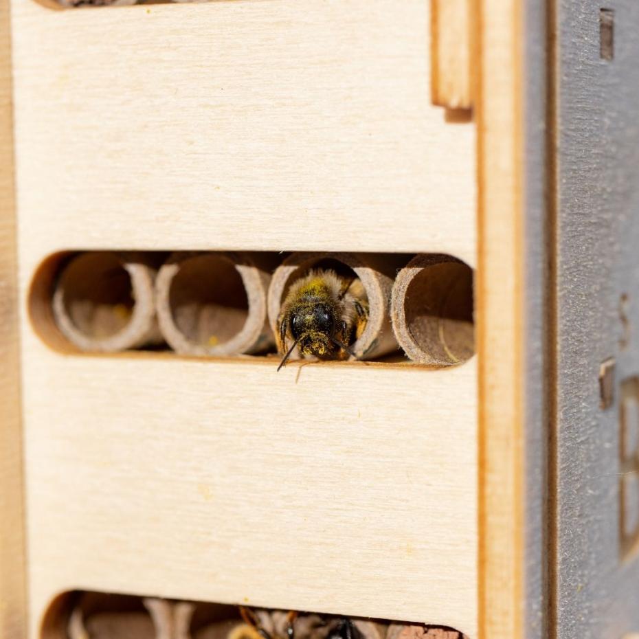 Mason bee building a nest