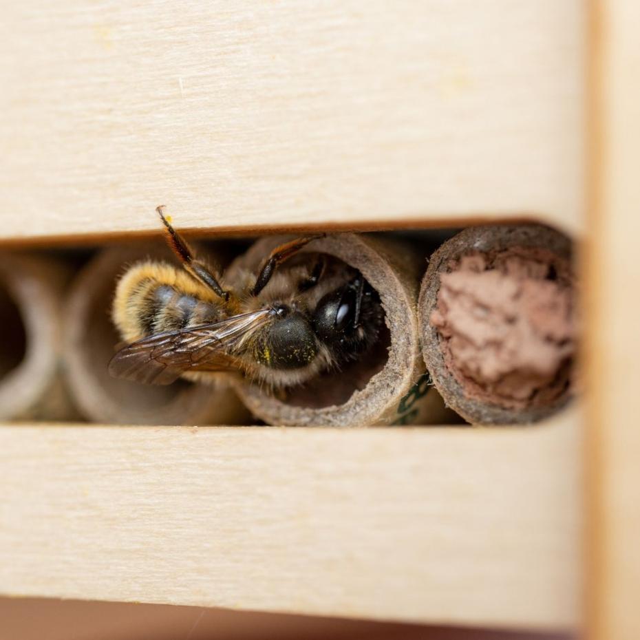 Mason bee building a nest