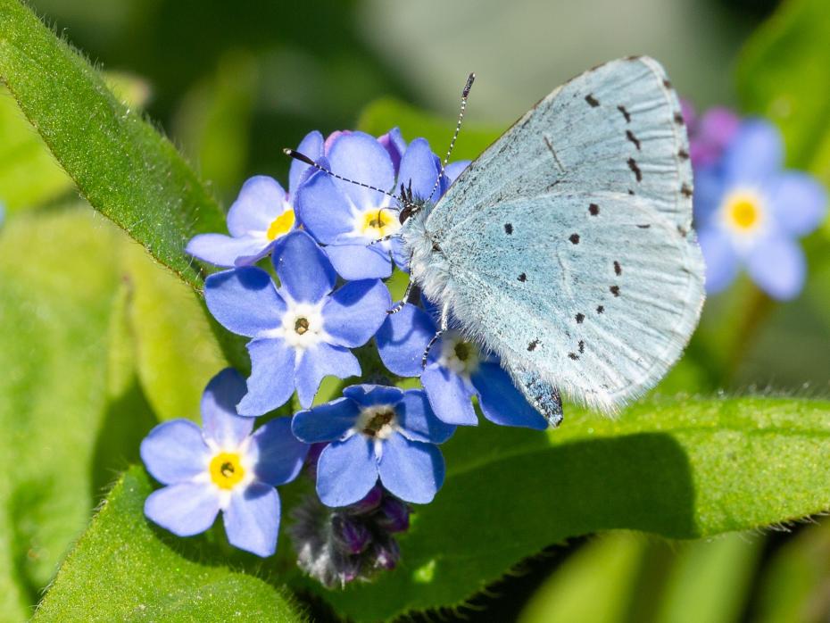 Butterfly on Forget-me-not plant