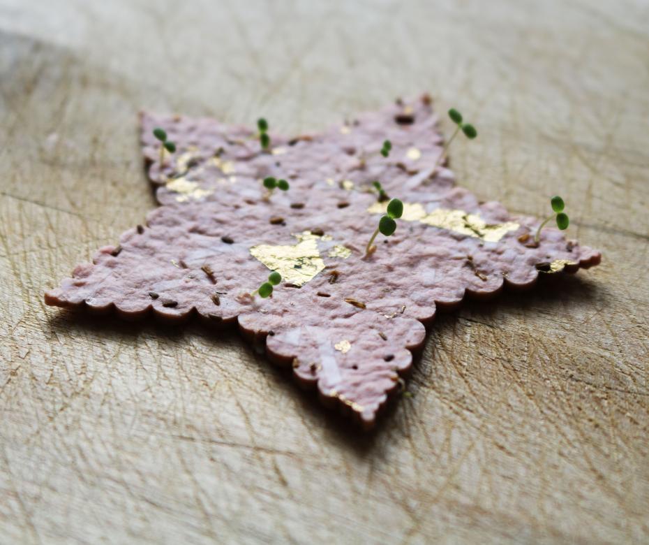 Seedlings sprouting from star