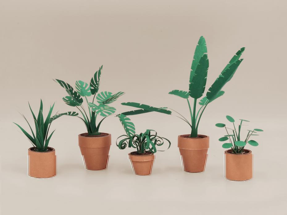 Pikkii Paper Plants