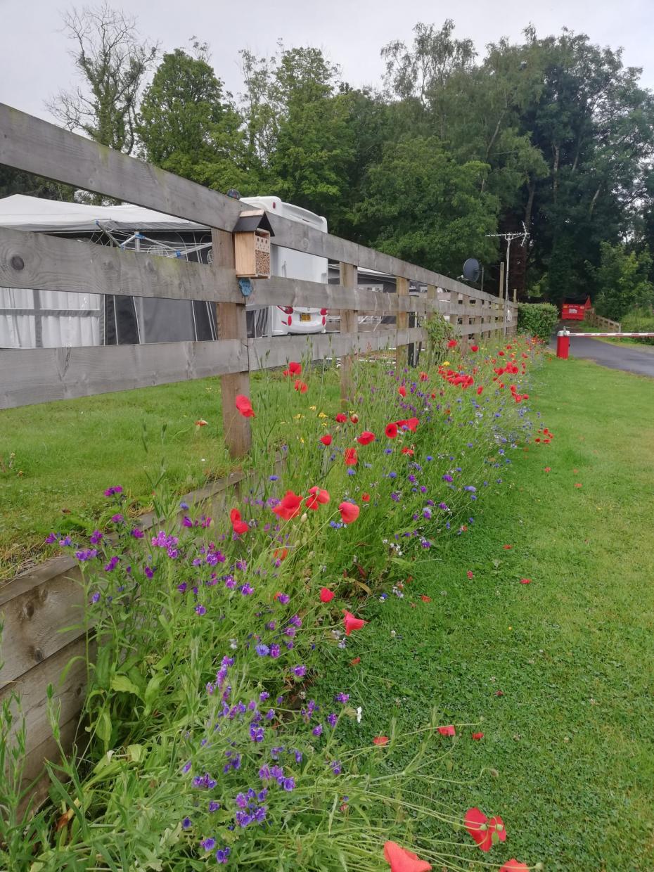 Beevive wildflowers grown from seedballs