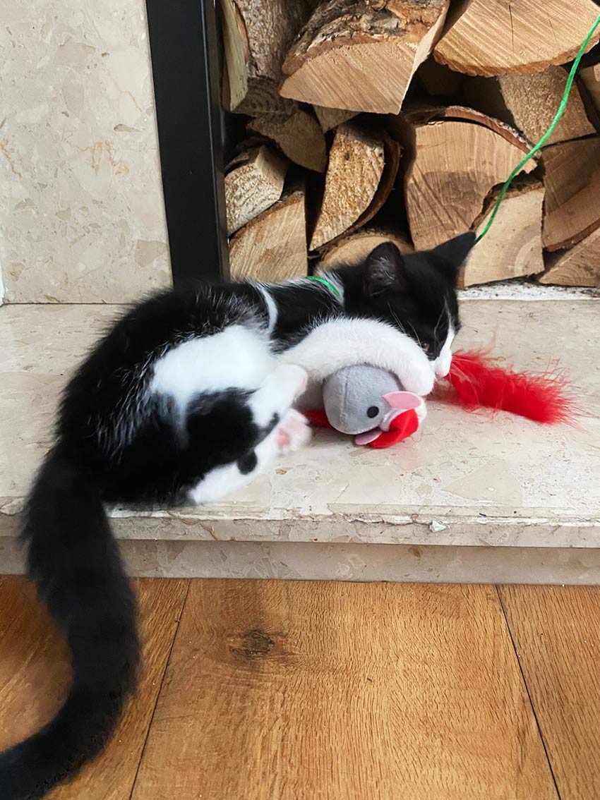 Festive Cat Toy