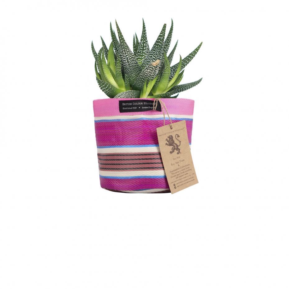 Small Striped Cover with Succulent