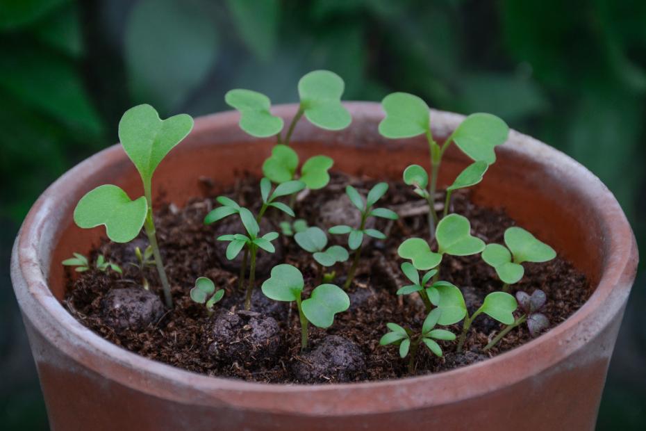 Growing Seed Balls