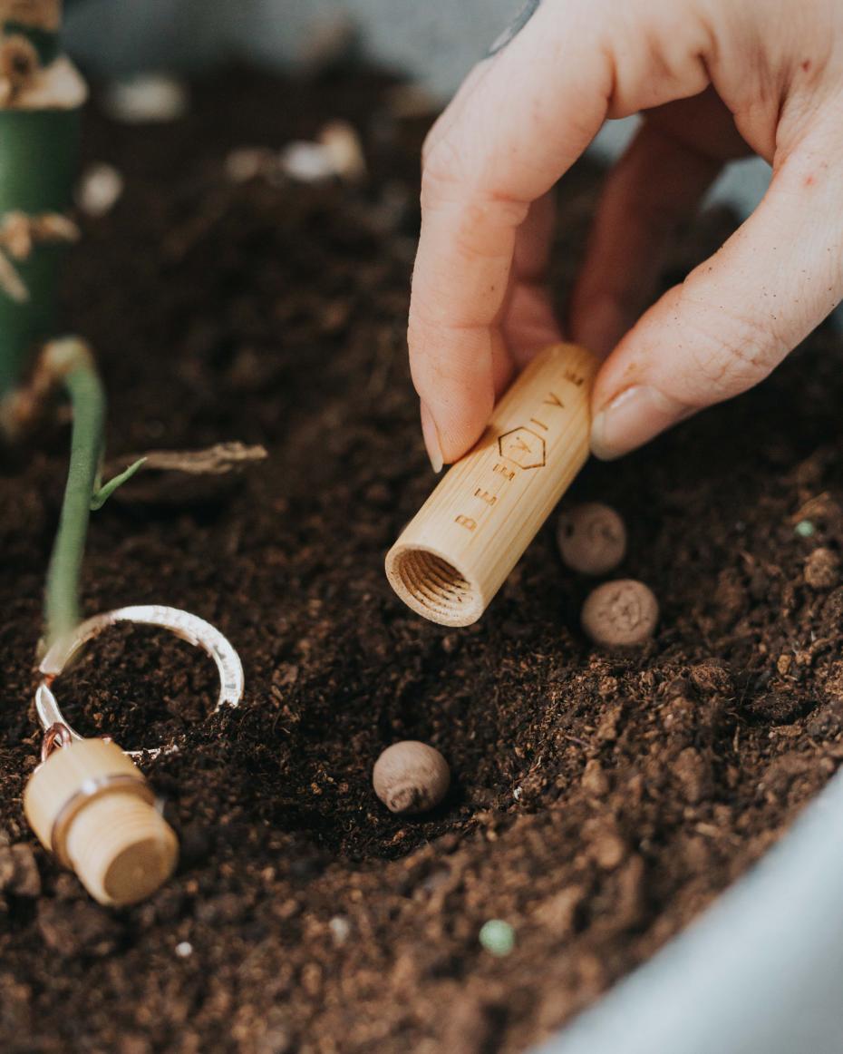 Beevive seedball scattering in a window plant pot