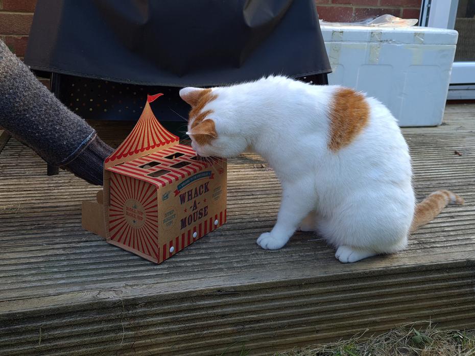 Norman playing Whack A Mouse