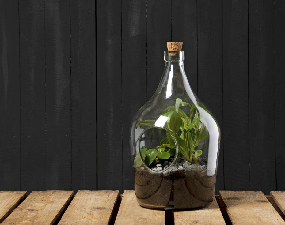 DIY Terrarium Kit 3L