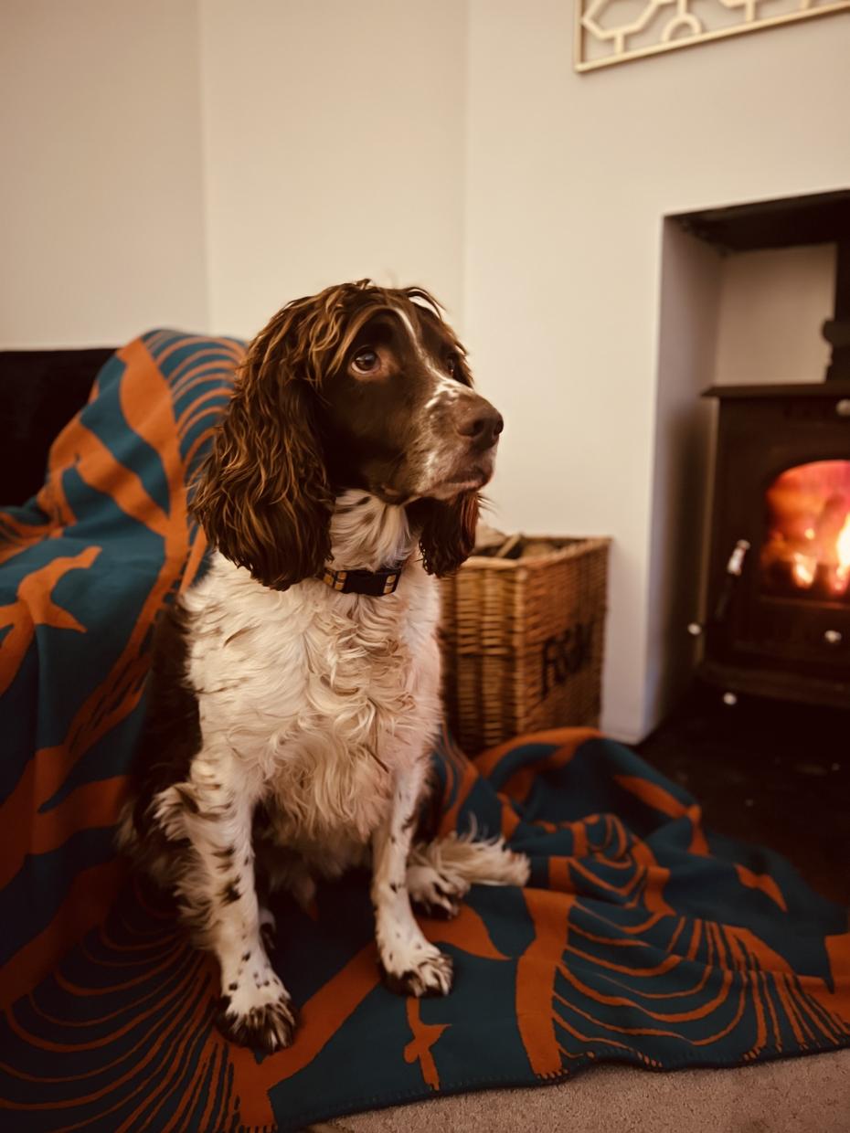 Ziggy cosying up with Gliding by the fire