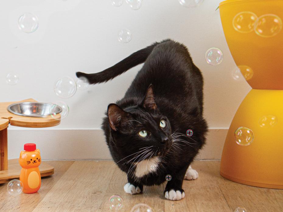 Kiko Catnip Bubbles Lifestyle Image