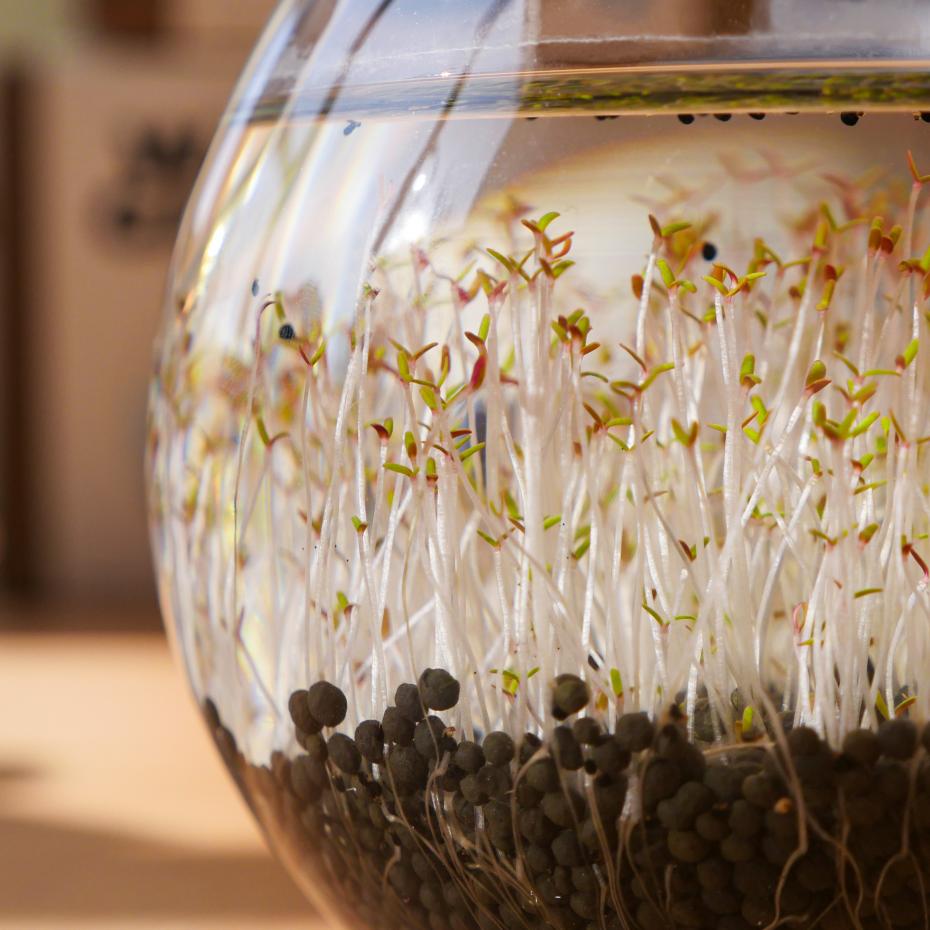 Water Garden Grow Kit