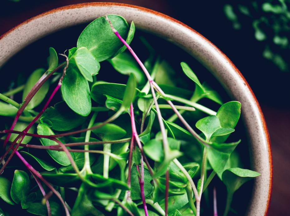 Trilogy Microfarm Kit