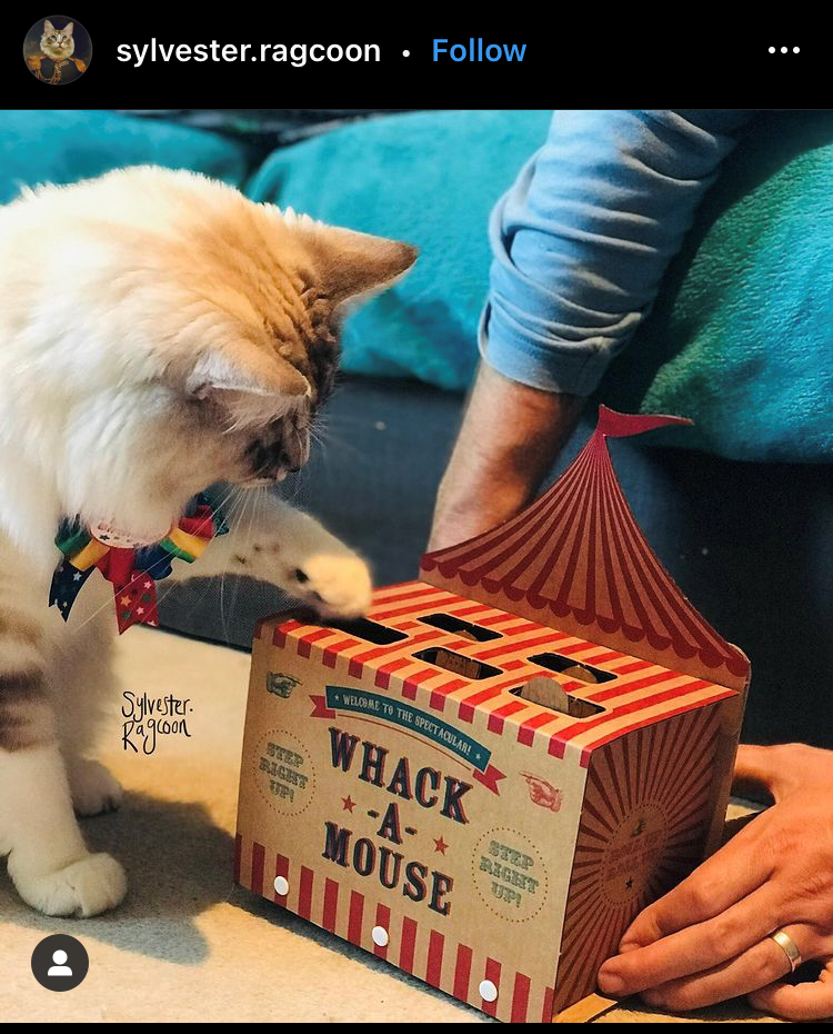 Sylvester Playing Whack A Mouse