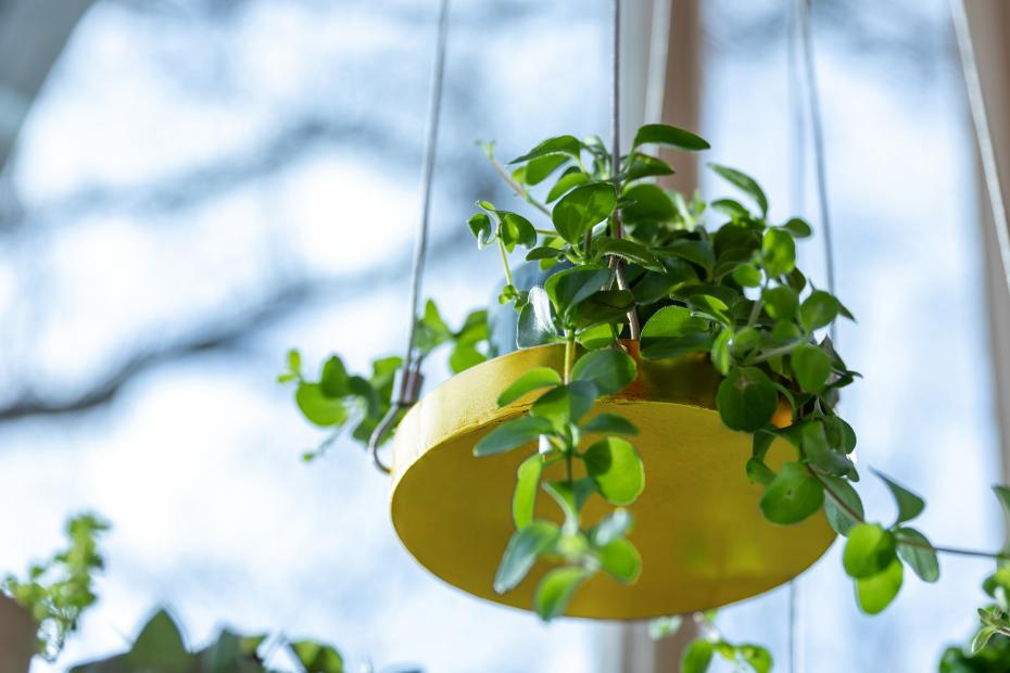 Round Hanging Tray
