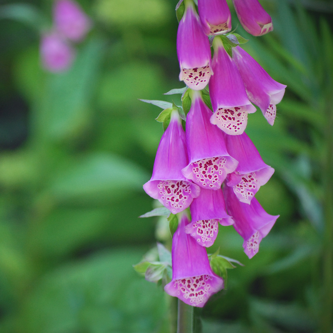 Foxglove