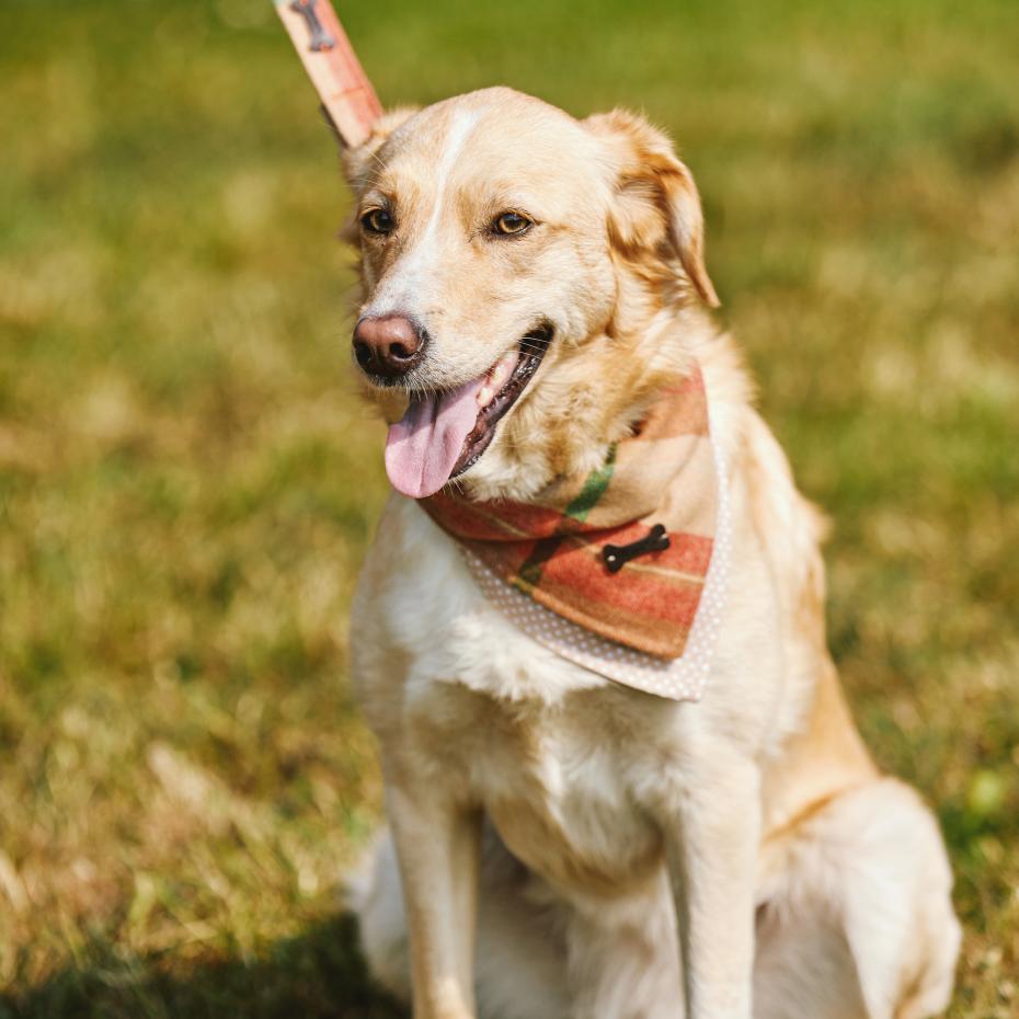 Camel Check matching bandana and lead