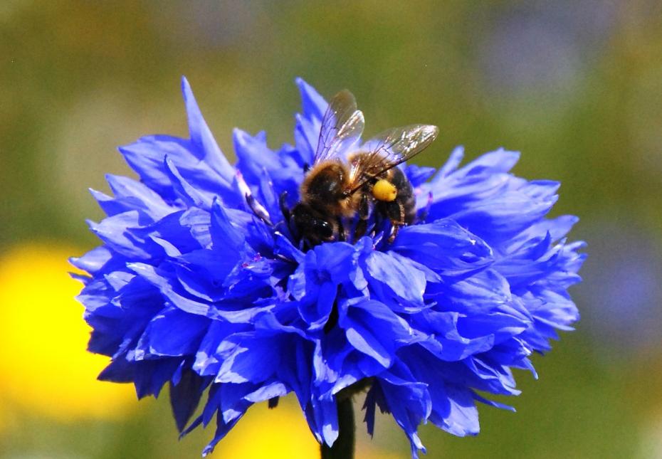 Bee on Cornflower