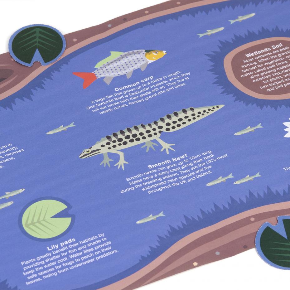 Learn more about wildlife! Under the pond beholds more information about wildlife animals with interesting facts.