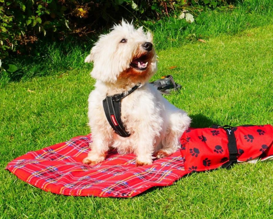 Red Tartan Pet Perch