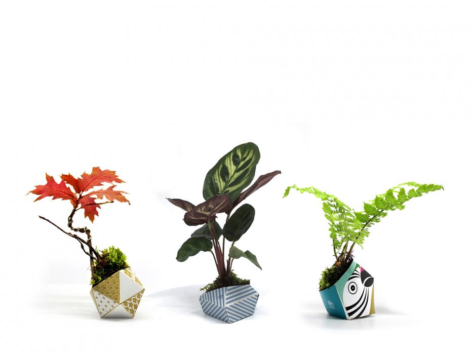 One design from each Collection